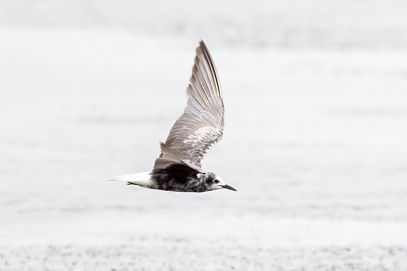 White-winged Tern 
